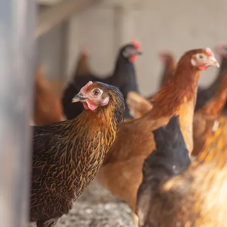 Venkovský dům Bahlens-schur Friedland (Brandenburg)