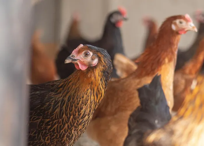 Venkovský dům Bahlens-schur Friedland (Brandenburg)